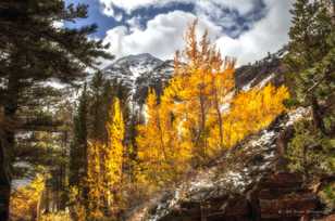 Aspens above Virginia Lake-8851